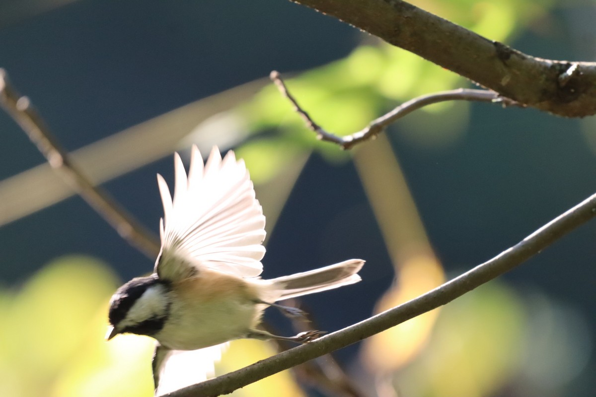Black-capped Chickadee - ML642540520