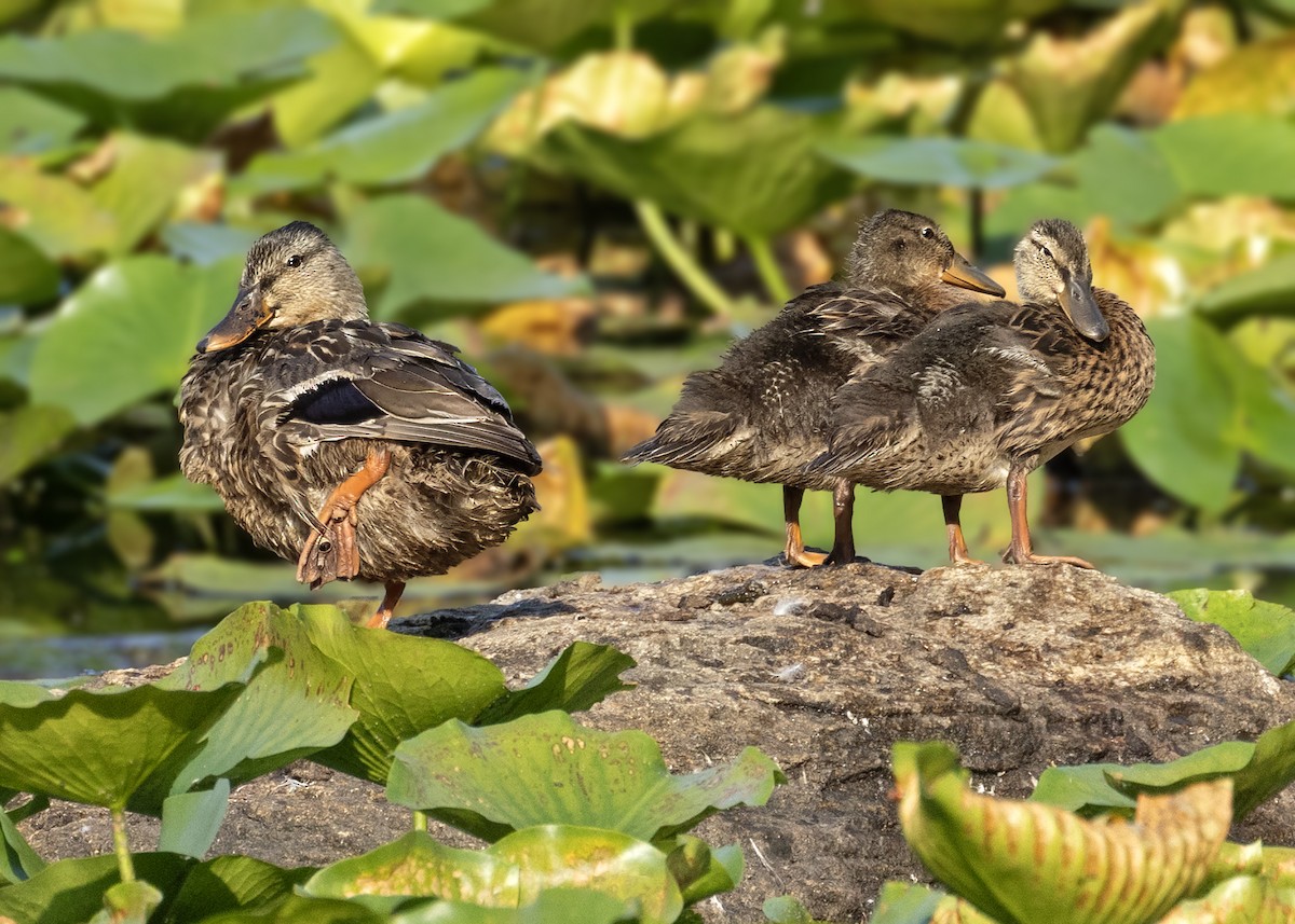 Mallard - ML642540533