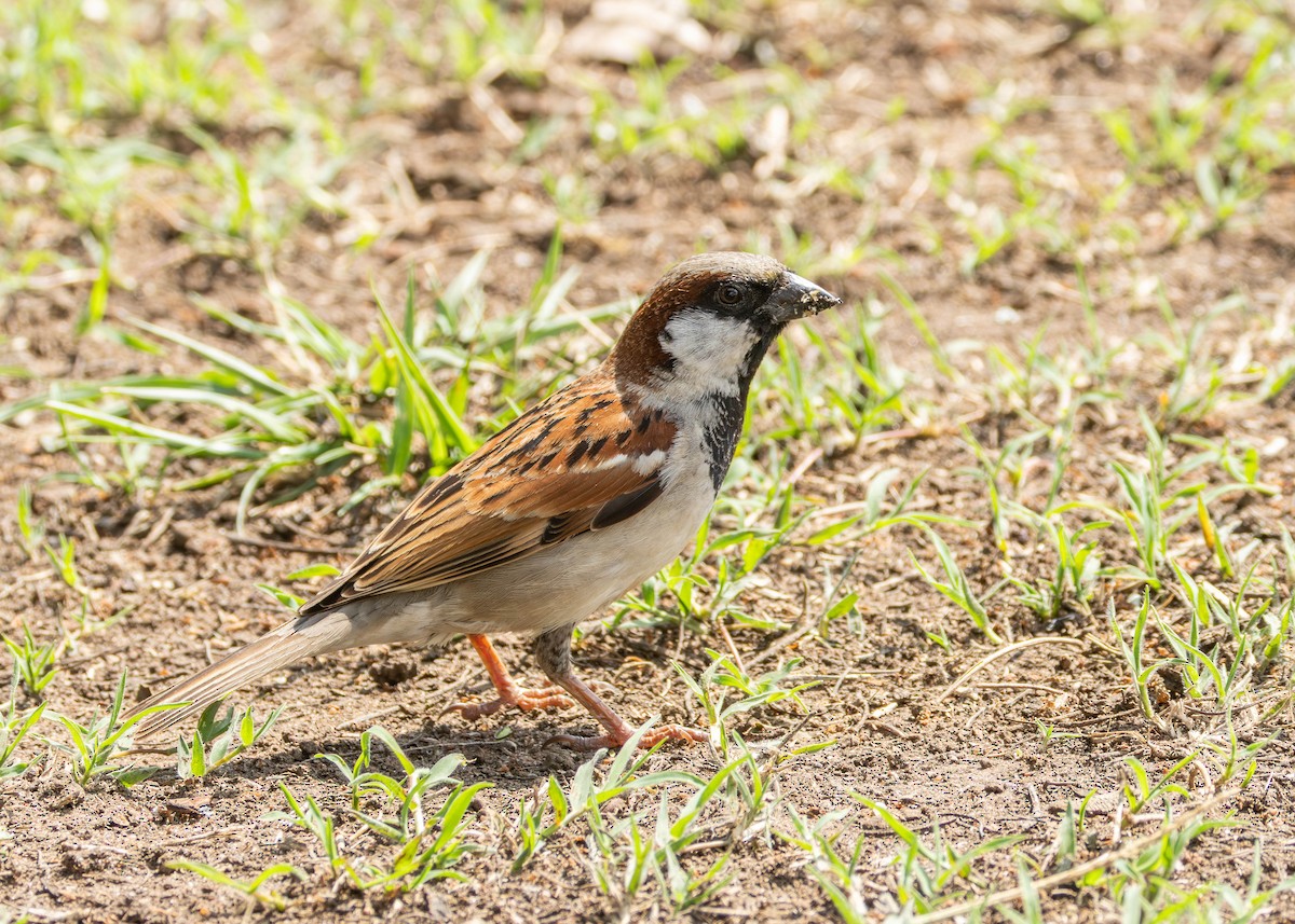 House Sparrow - ML642540551