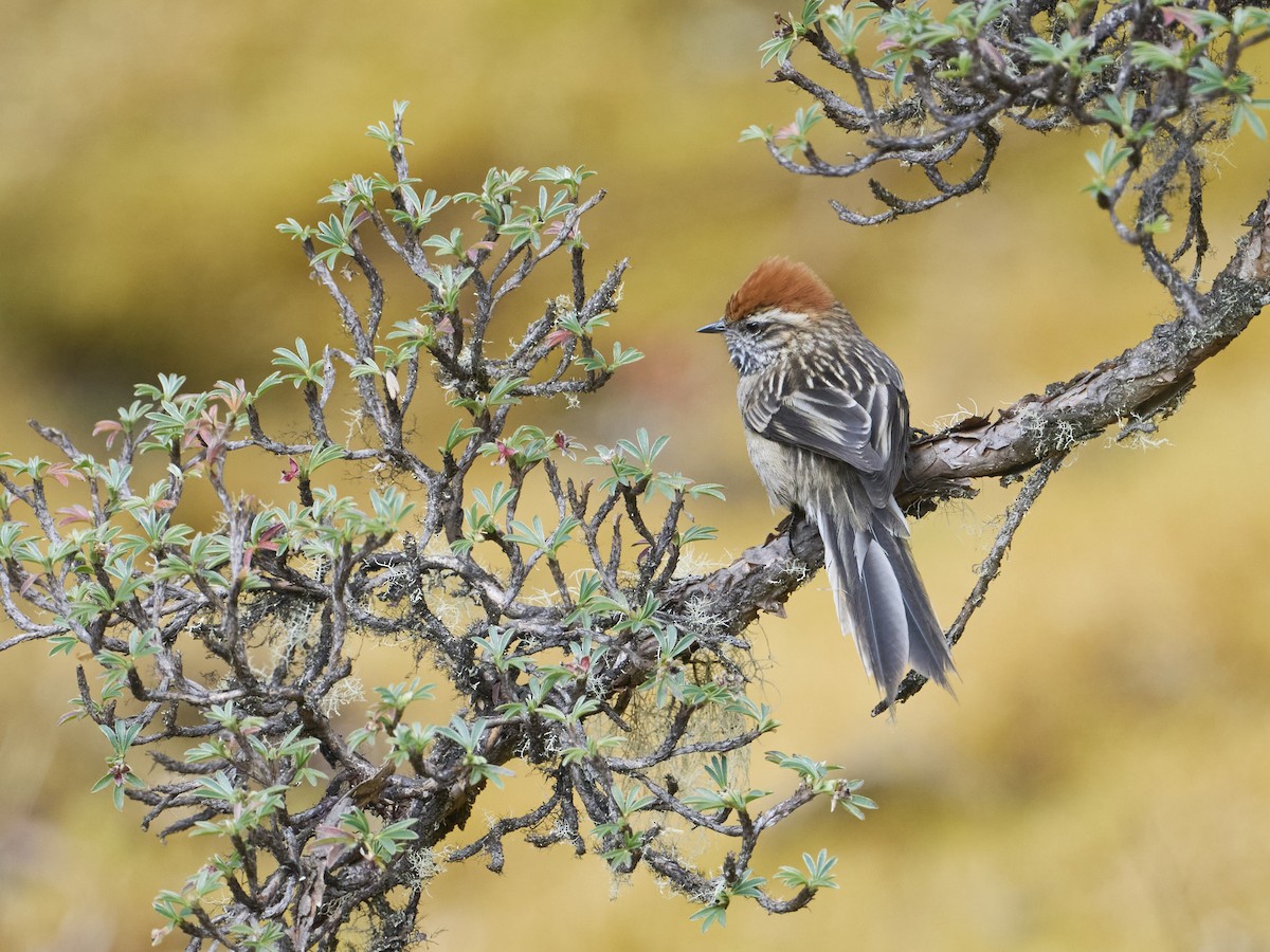 White-browed Tit-Spinetail - ML642540565