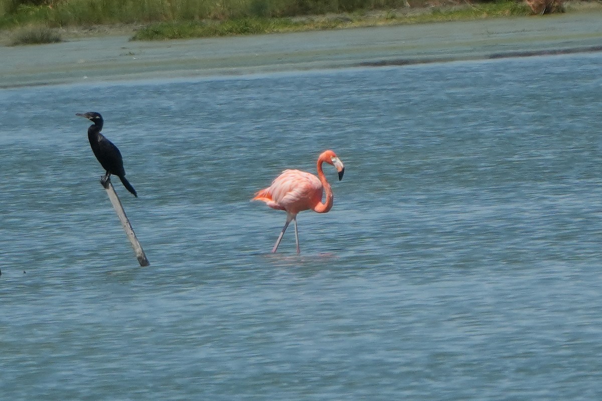 American Flamingo - ML642540584