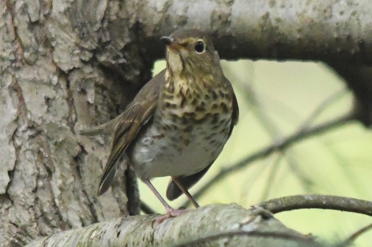 Swainson's Thrush (Olive-backed) - ML642540645