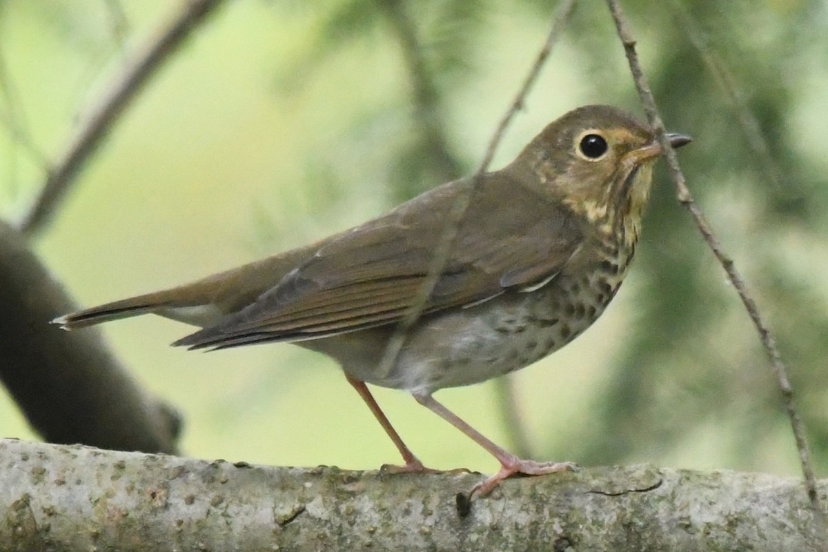Swainson's Thrush (Olive-backed) - ML642540647