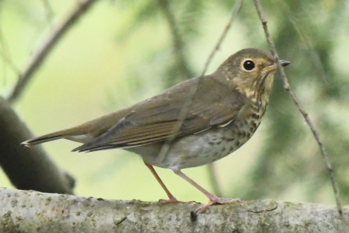 Swainson's Thrush (Olive-backed) - ML642540649