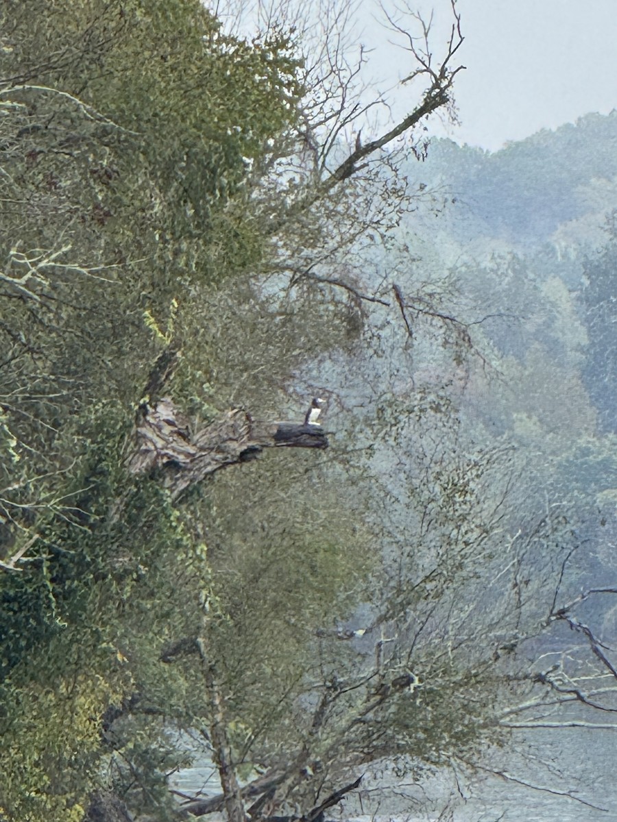 Brown Booby - ML642540659