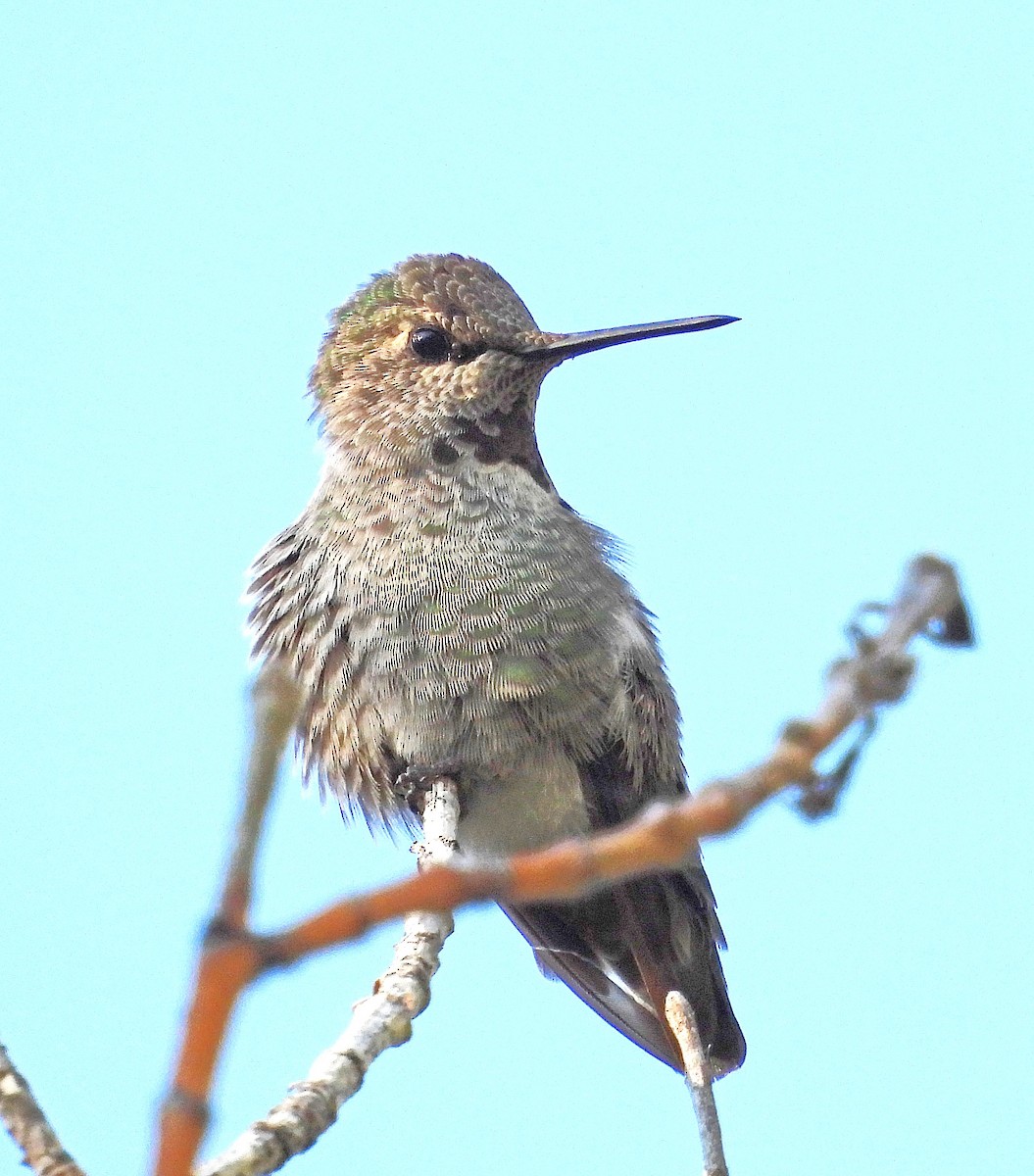 Anna's Hummingbird - ML642540673