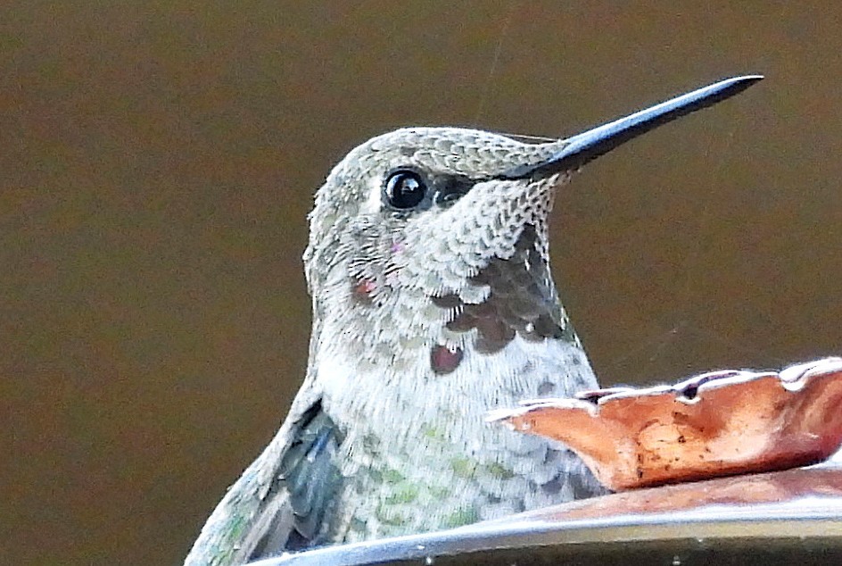 Anna's Hummingbird - ML642540679