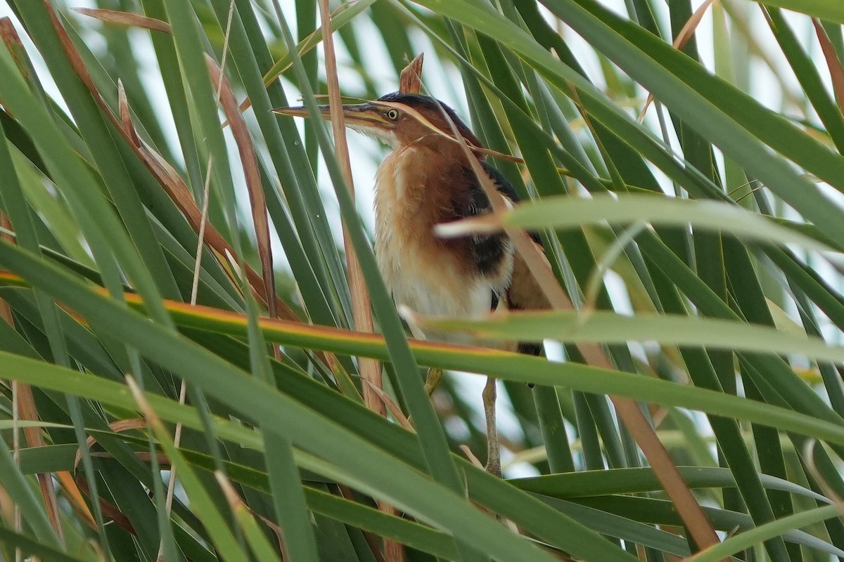Least Bittern - ML642540703