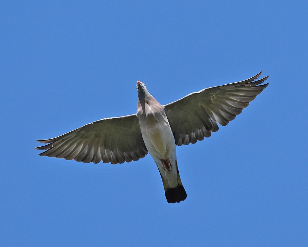Common Wood-Pigeon - ML642540707