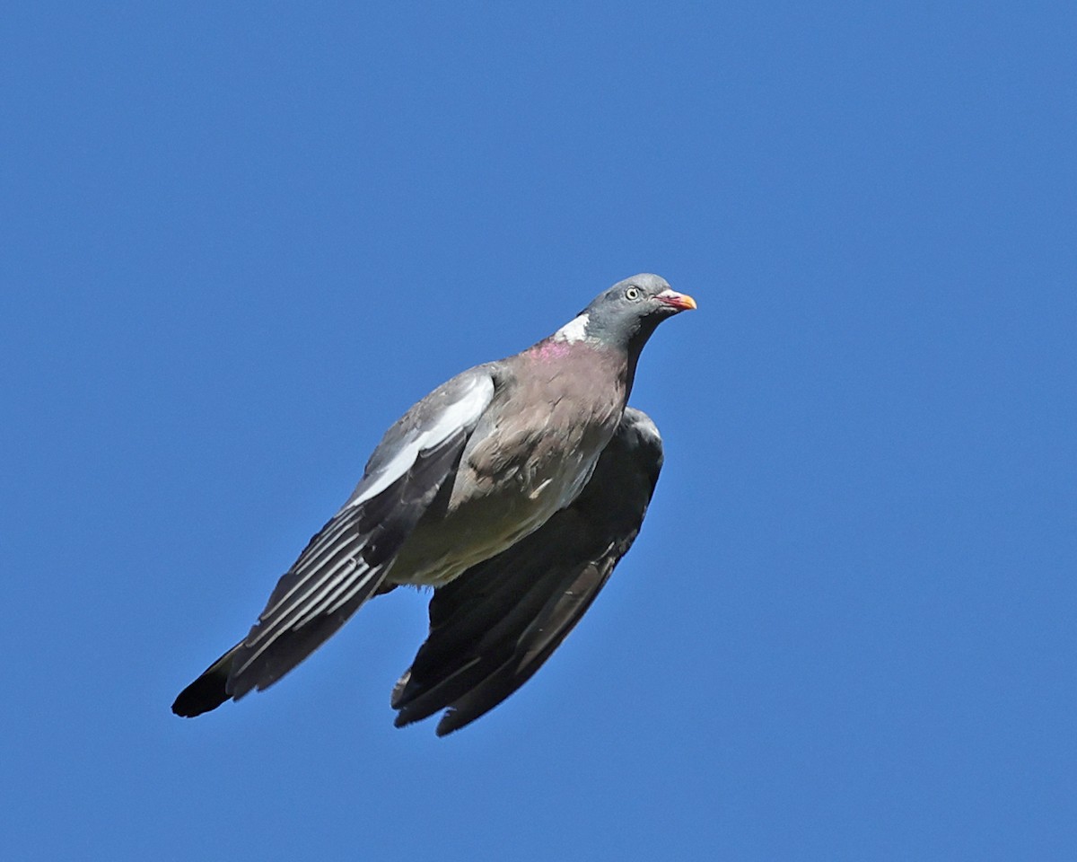 Common Wood-Pigeon - ML642540715