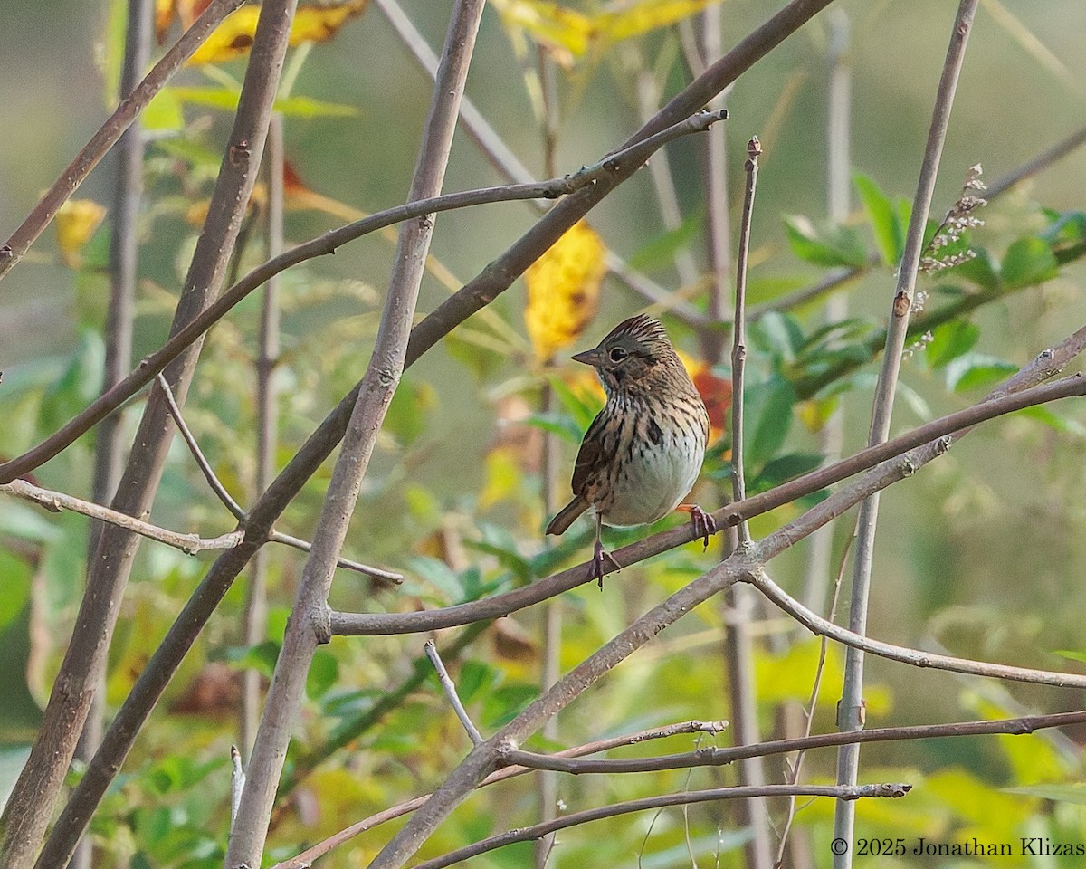Lincoln's Sparrow - ML642540745