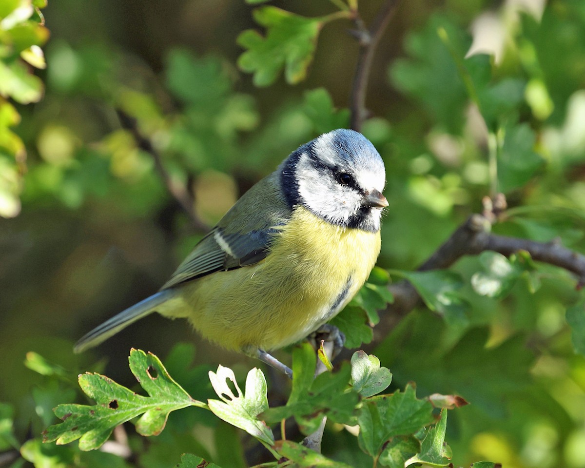 Eurasian Blue Tit - ML642540749