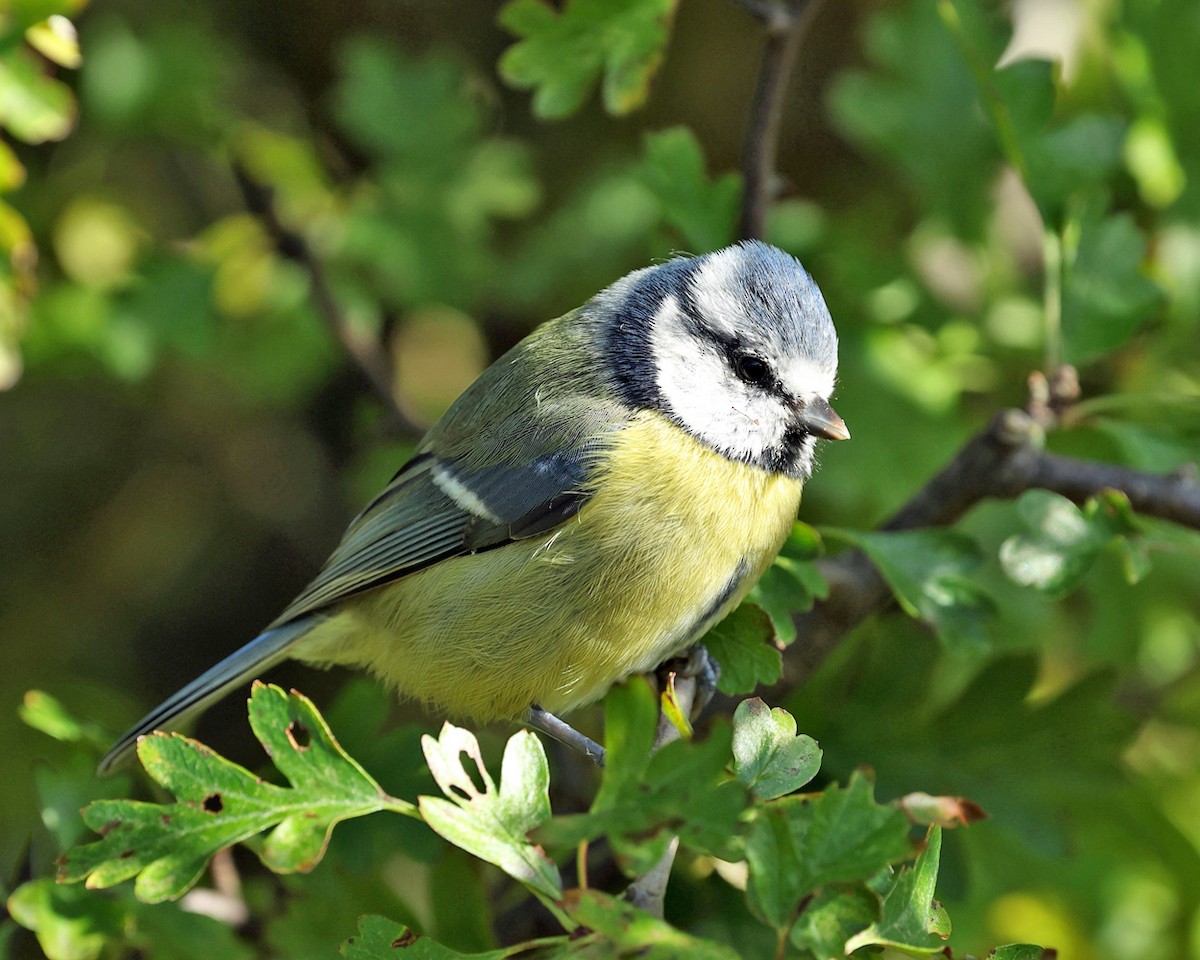 Eurasian Blue Tit - ML642540759