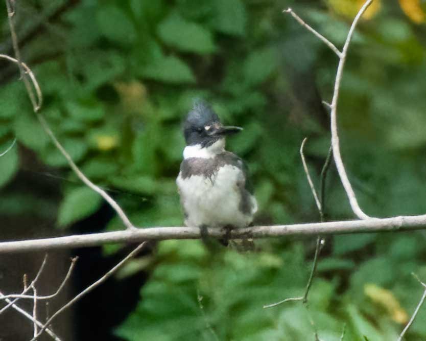 Belted Kingfisher - ML642540805