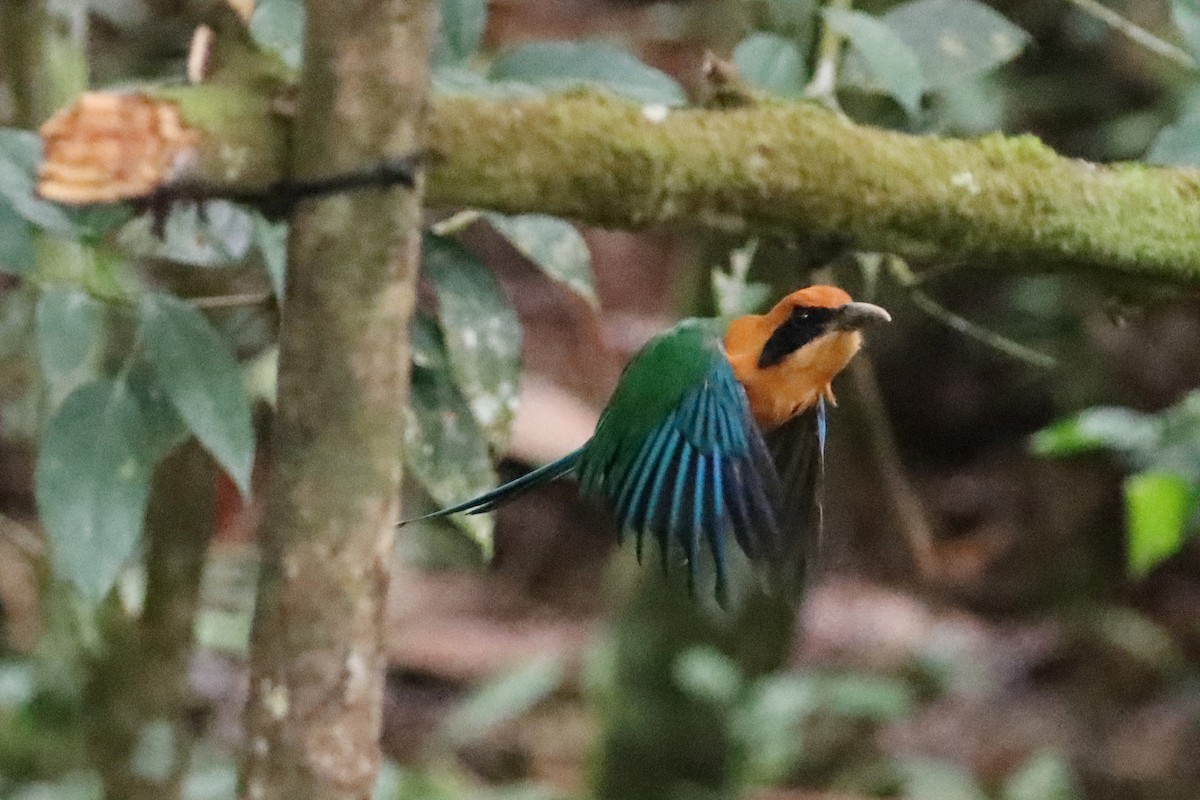 Rufous Motmot - ML642540825