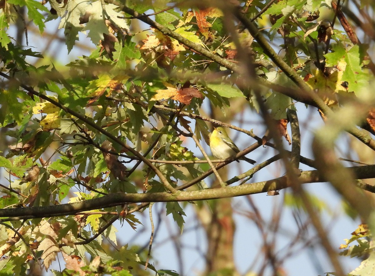 Northern Parula - ML642540832