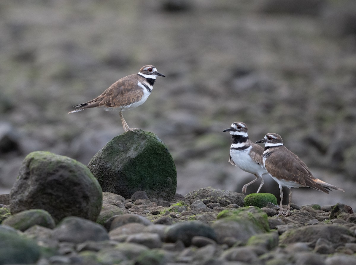 Killdeer - ML642540834