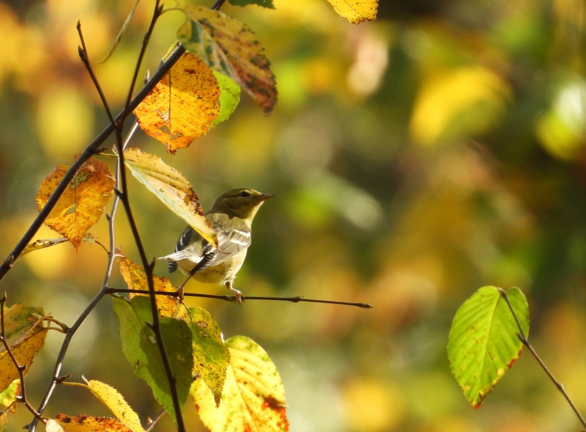 Blackpoll Warbler - ML642540840