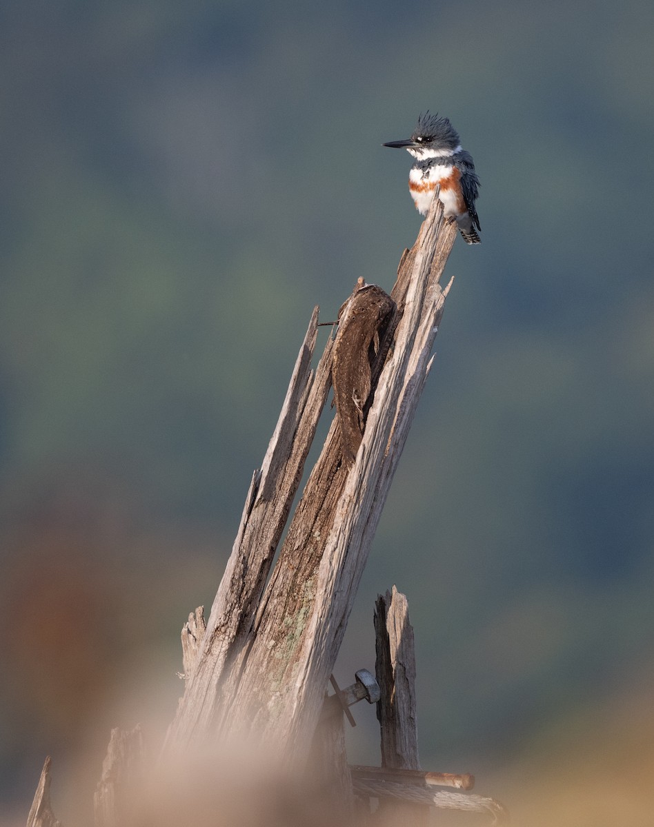 Belted Kingfisher - ML642540842