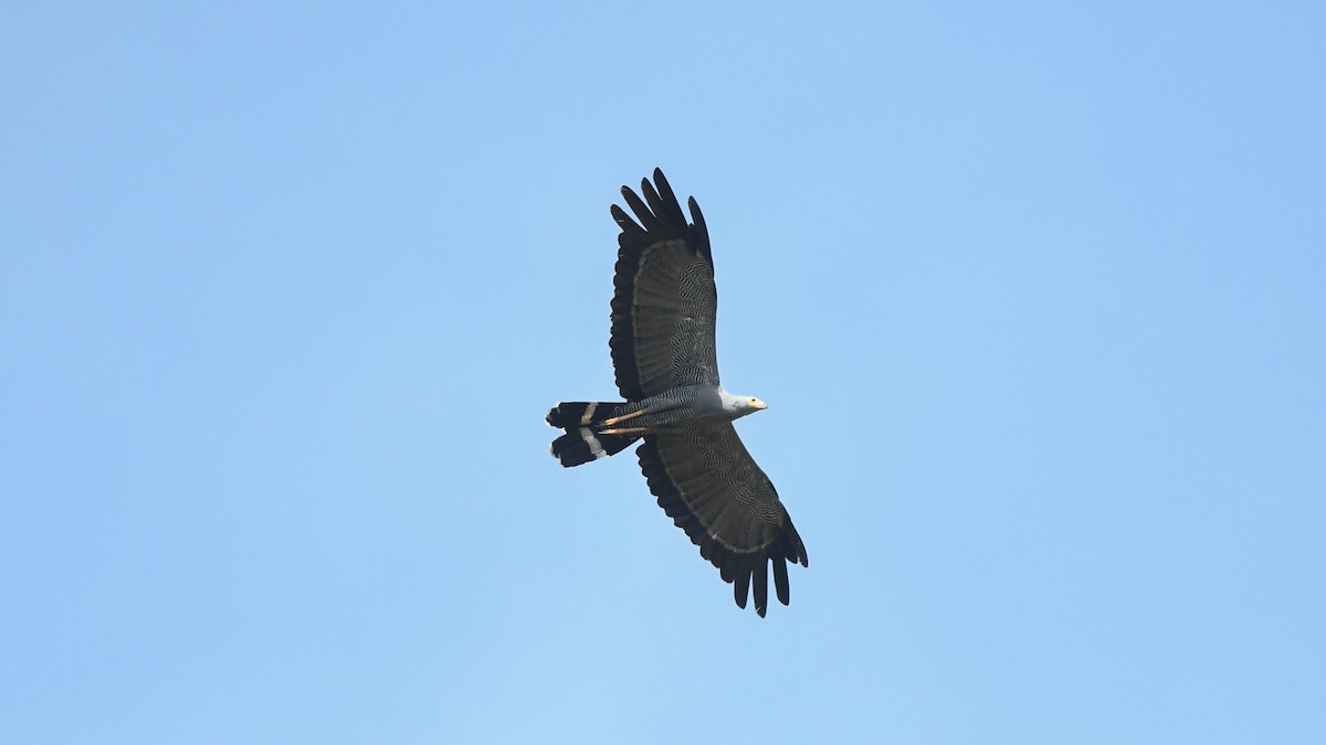 African Harrier-Hawk - ML642540879