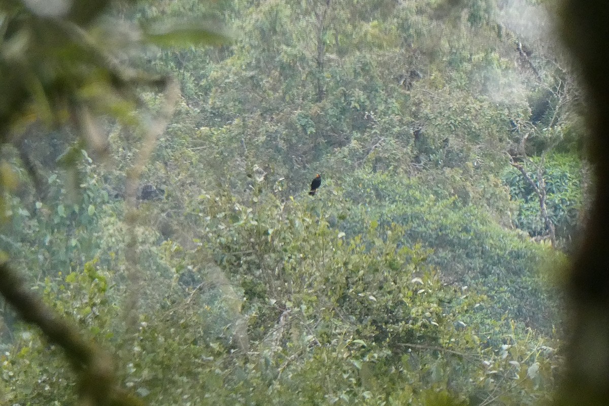 Glossy-black Thrush - ML642540891