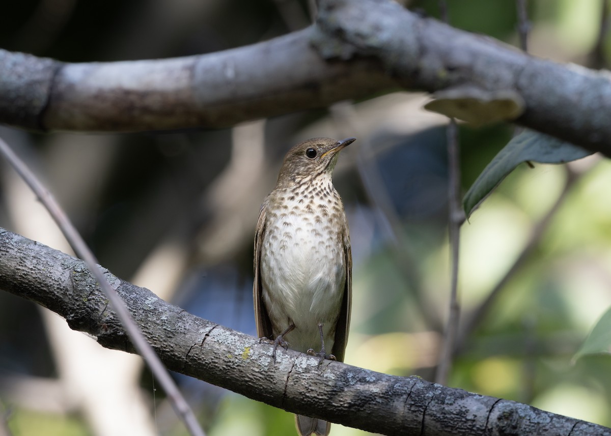 Gray-cheeked Thrush - ML642540895