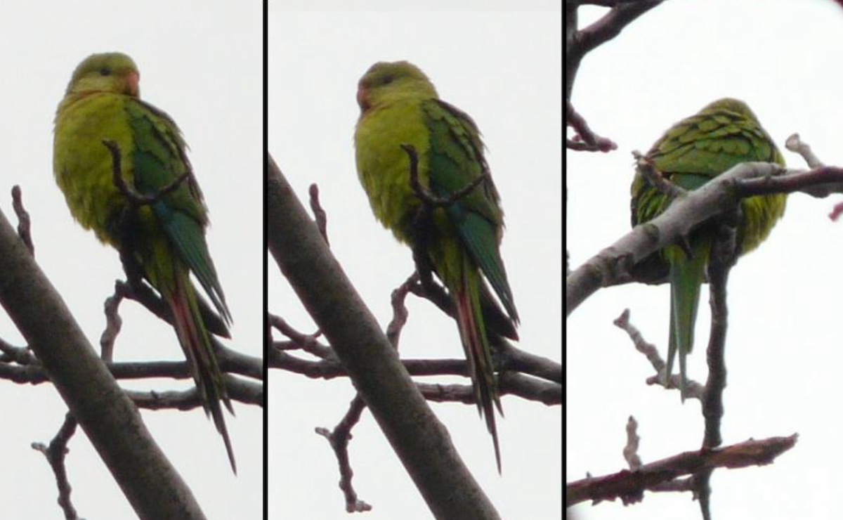 ミカヅキインコ - ML642540961