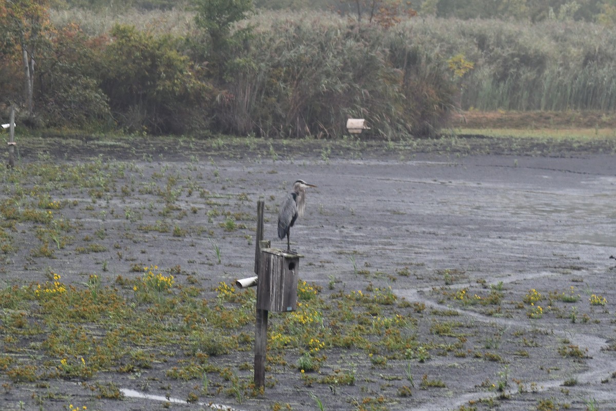 Great Blue Heron - ML642540970