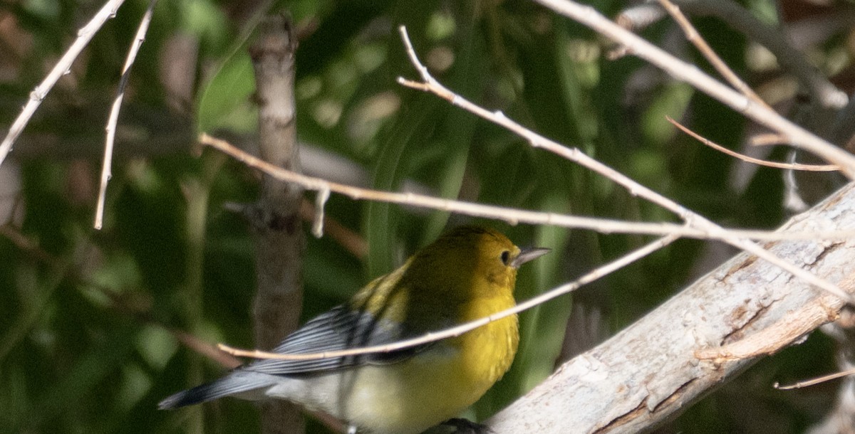 Prothonotary Warbler - ML642540972