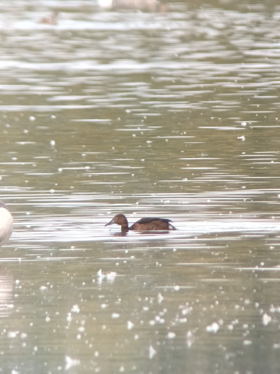 Ferruginous Duck - ML642540979