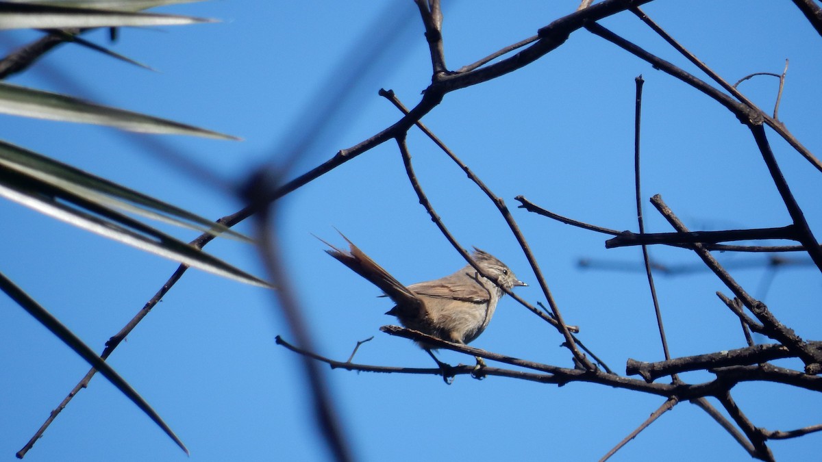 Tufted Tit-Spinetail - ML642540997