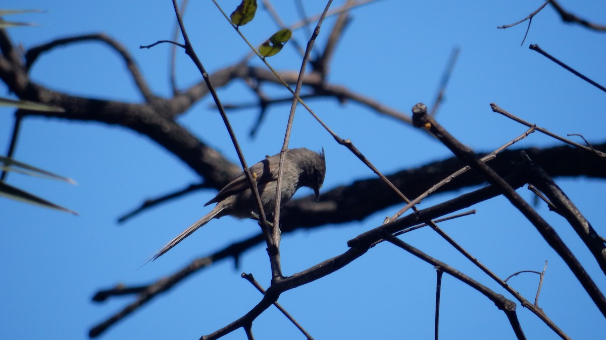 Tufted Tit-Spinetail - ML642540998