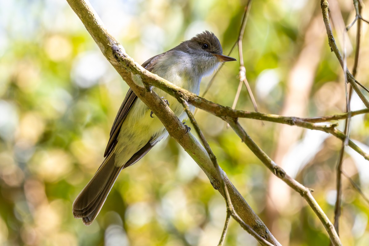 Swainson's Flycatcher - ML642541018