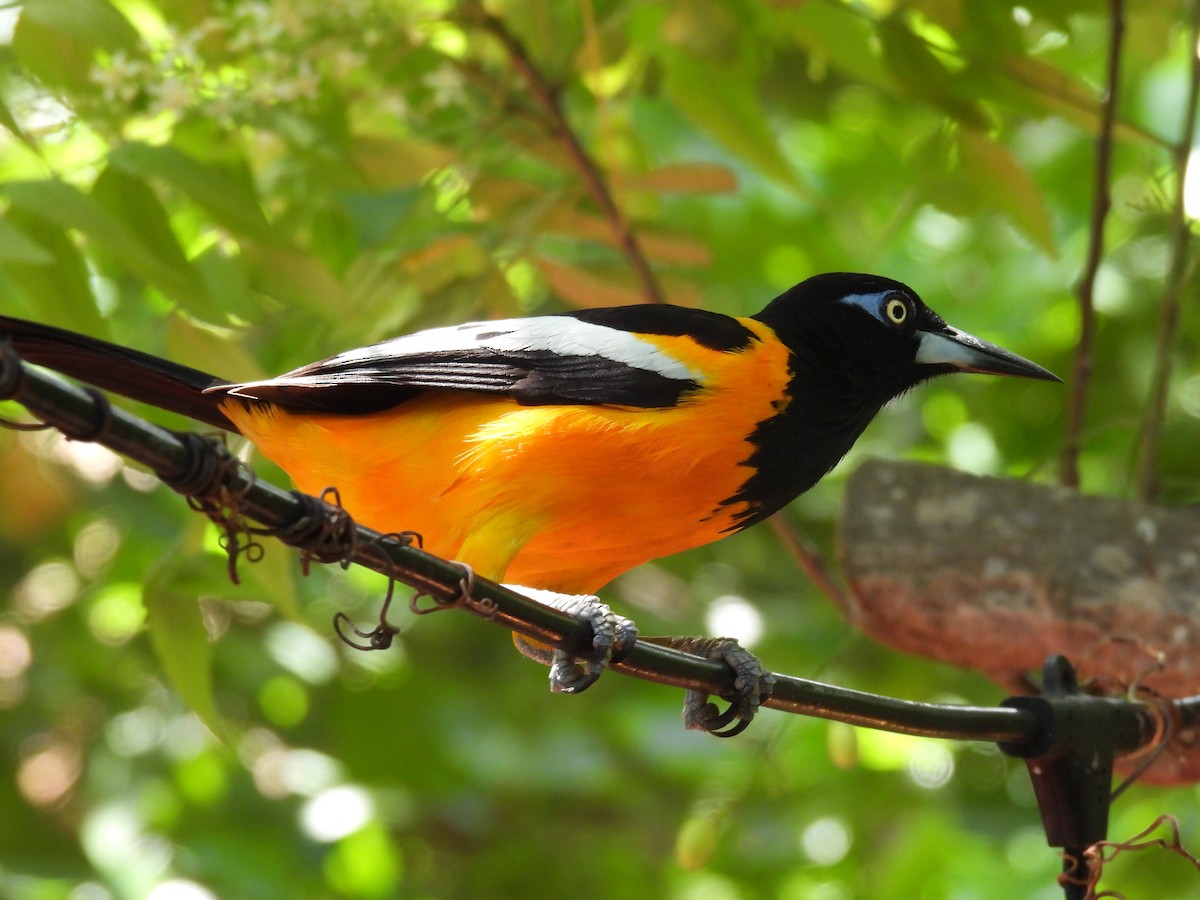 Venezuelan Troupial - ML642541020