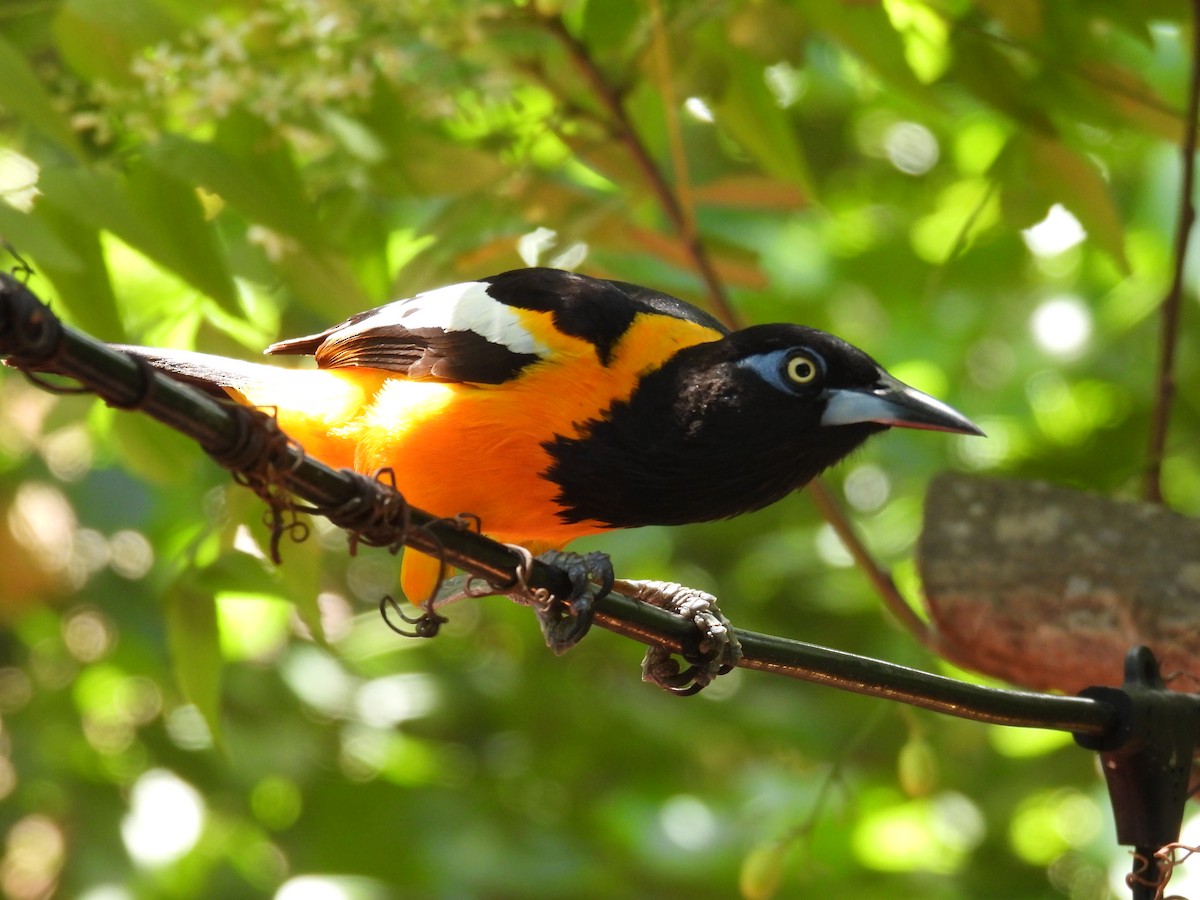 Venezuelan Troupial - ML642541021