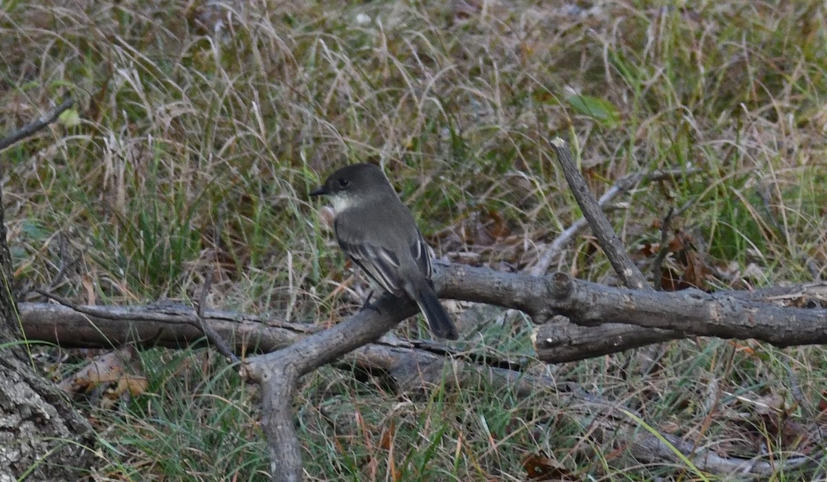 Eastern Phoebe - ML642541025