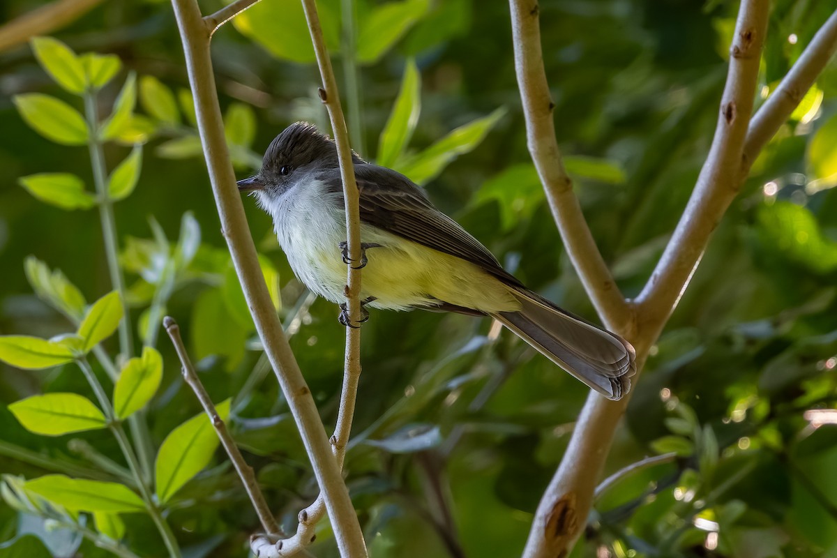 Swainson's Flycatcher - ML642541026