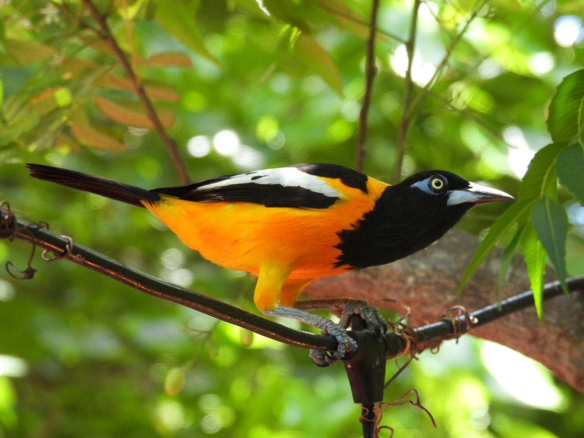 Venezuelan Troupial - ML642541028