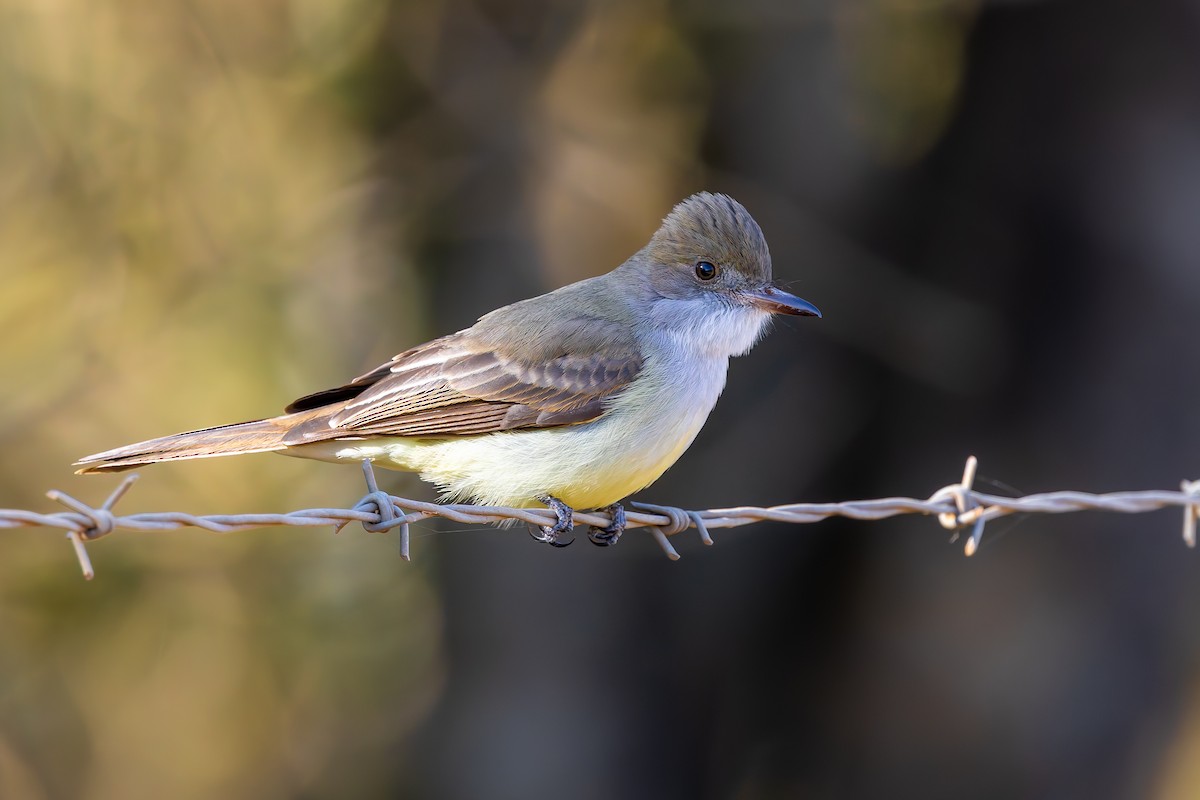 Short-crested Flycatcher - Leandro Rezende