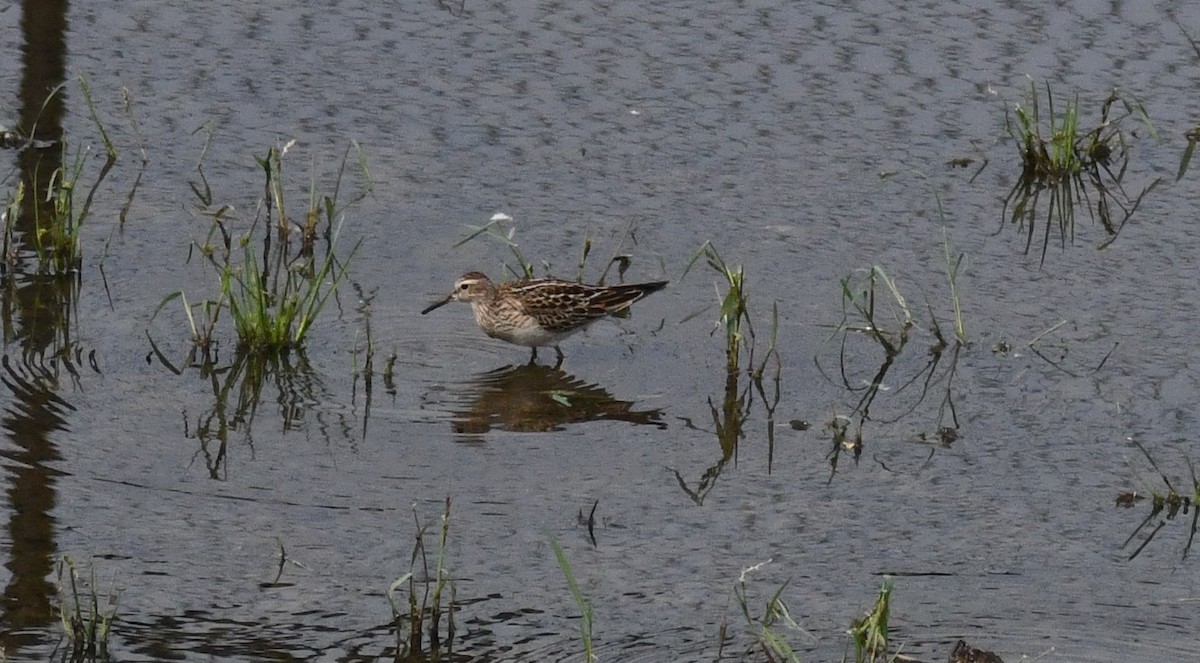 Pectoral Sandpiper - ML642541049