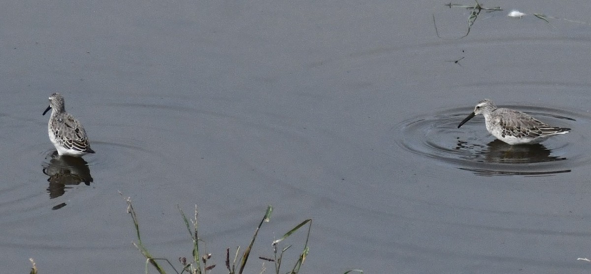 Stilt Sandpiper - ML642541055