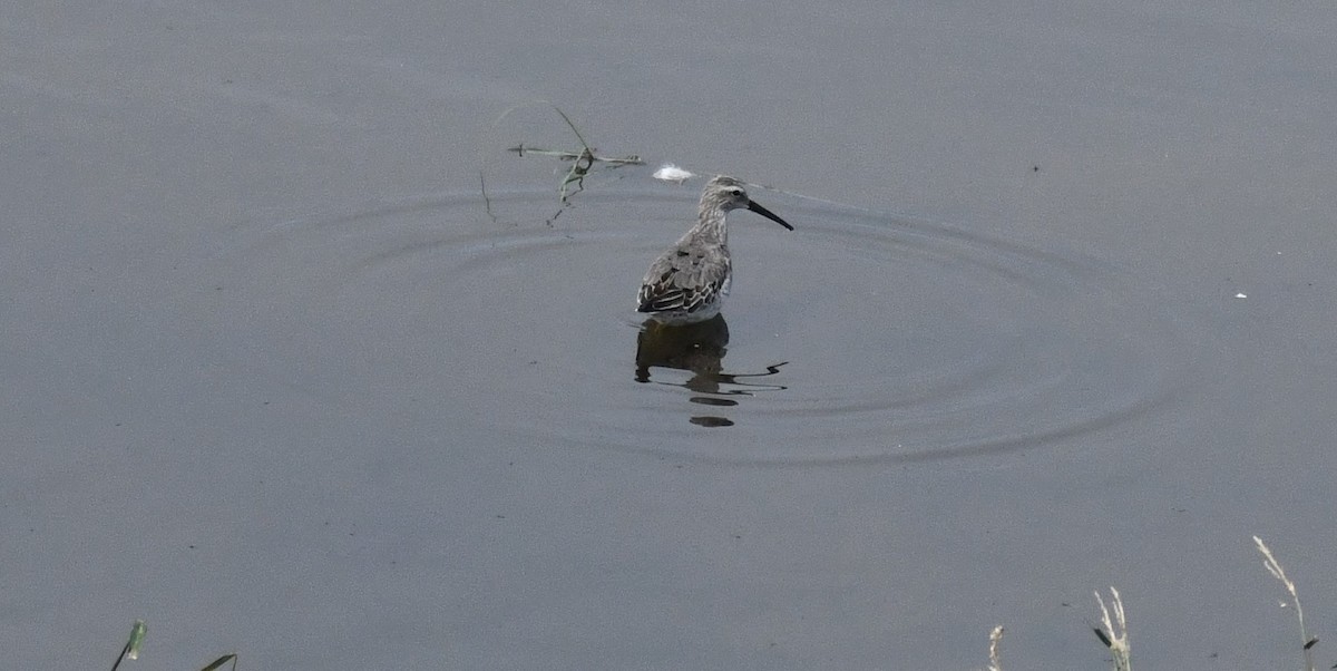 Stilt Sandpiper - ML642541062