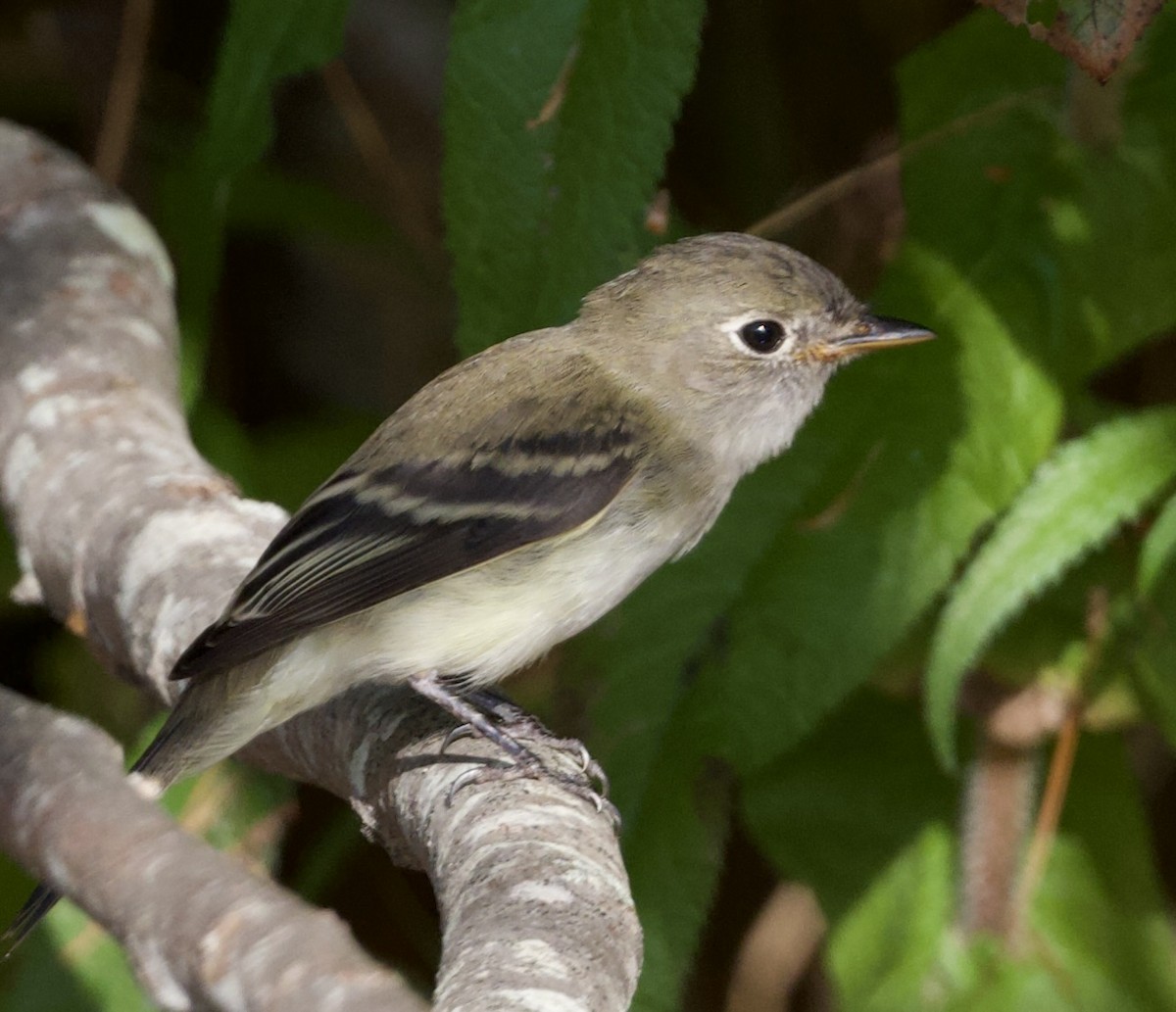 Moucherolle tchébec - ML642541086