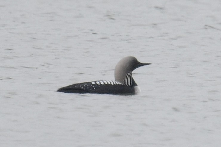 Pacific Loon - ML642541176