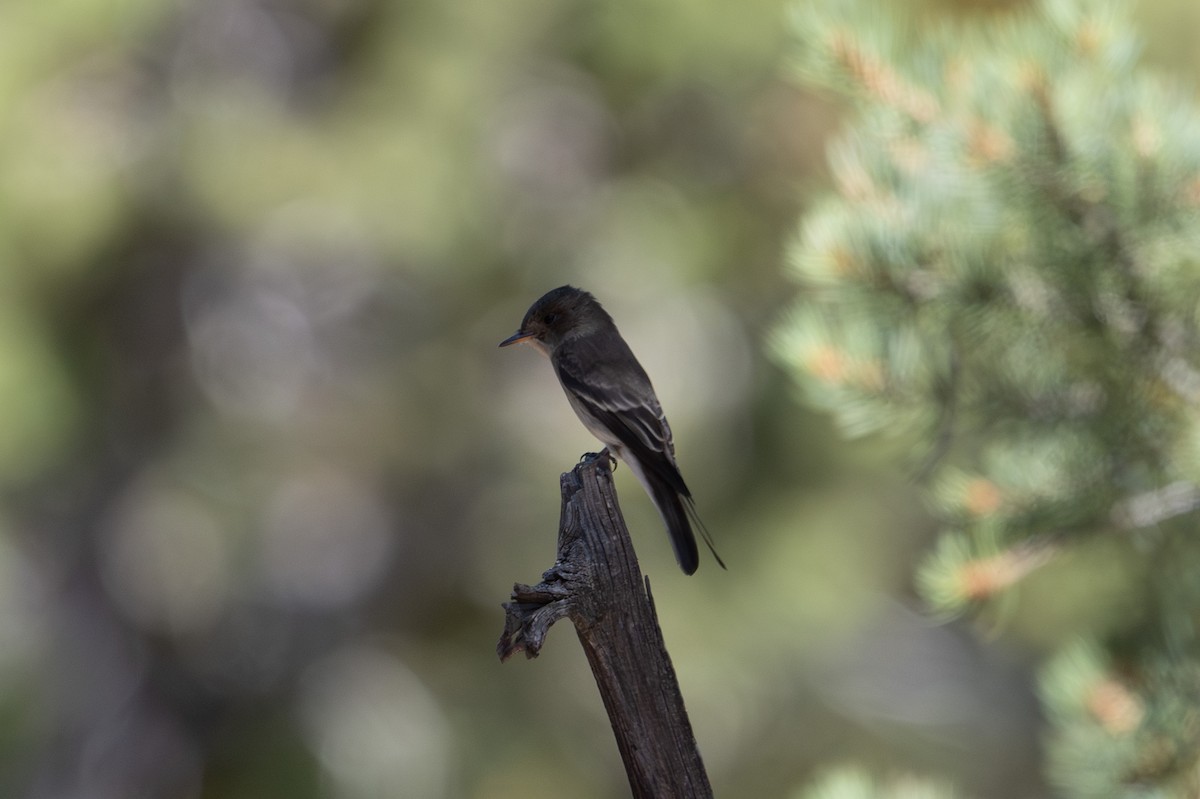 Western Wood-Pewee - ML642541202