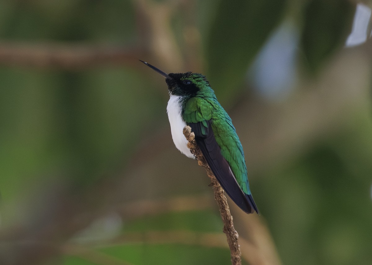 Black-eared Fairy - ML642541208