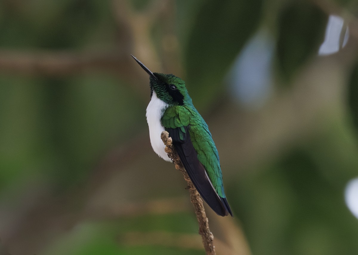 Black-eared Fairy - ML642541209
