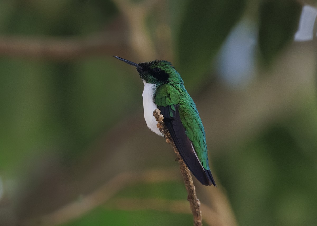 Black-eared Fairy - ML642541210