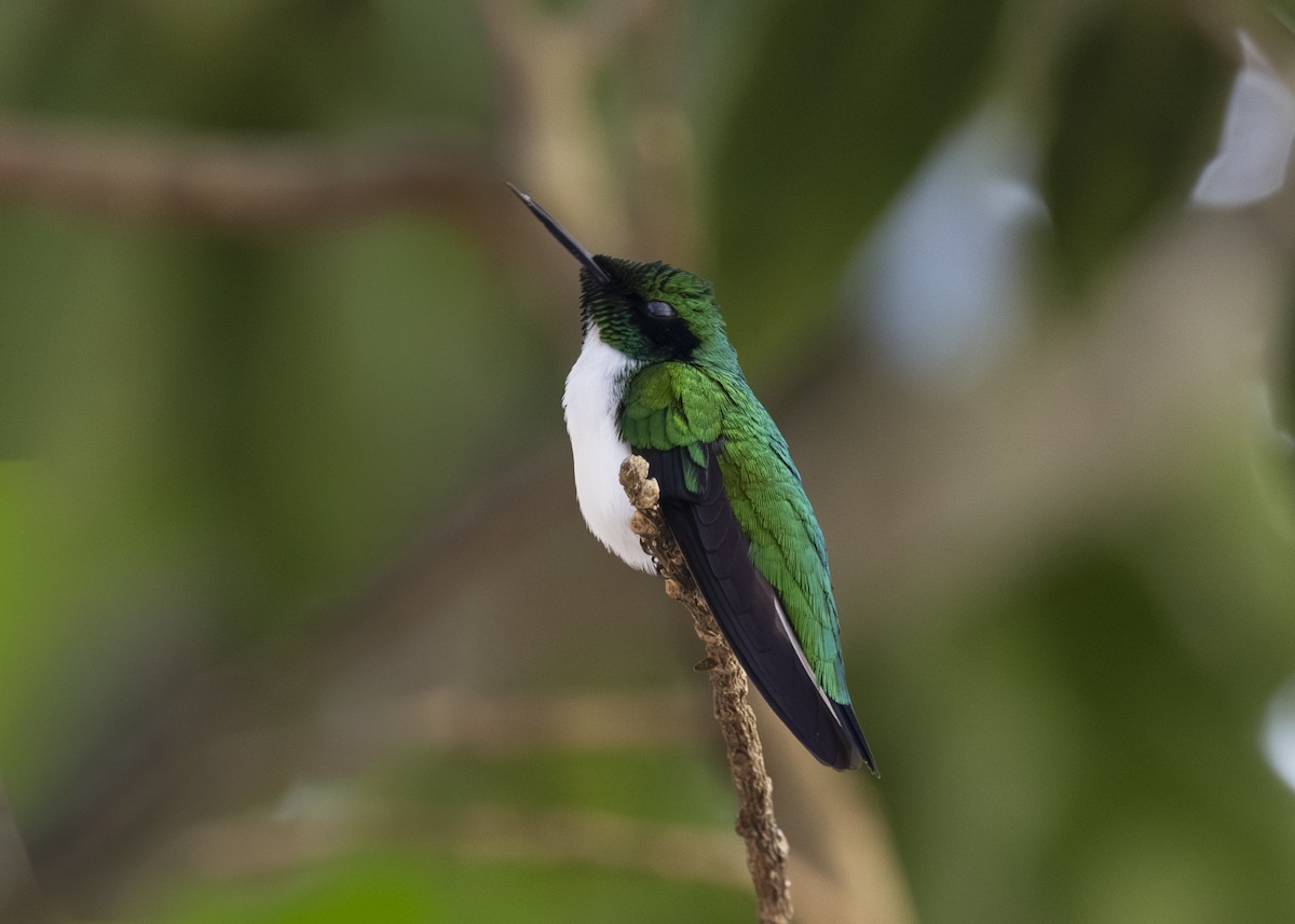 Black-eared Fairy - ML642541211