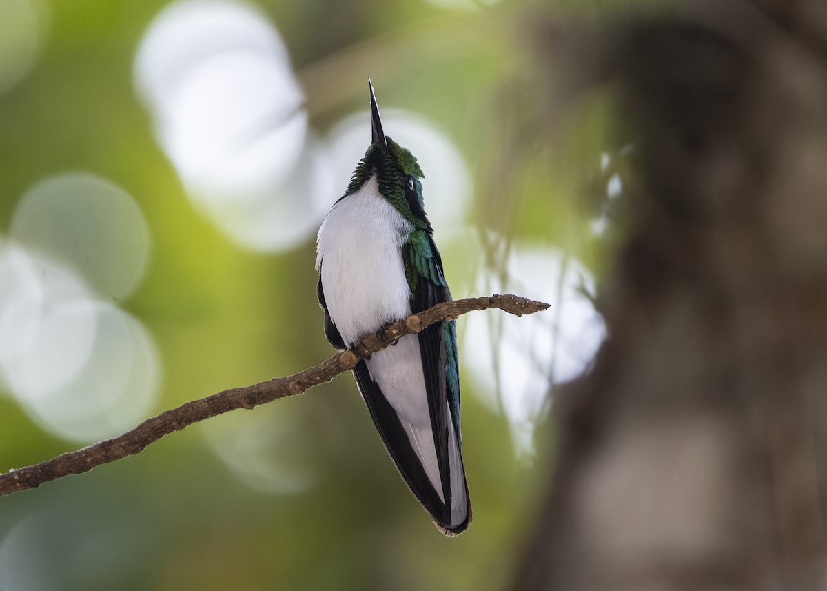 Black-eared Fairy - ML642541212